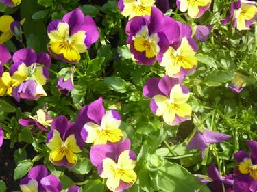 Blumenpracht  1