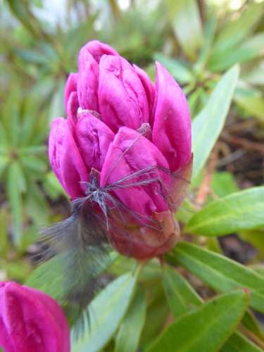Blumenpracht 2